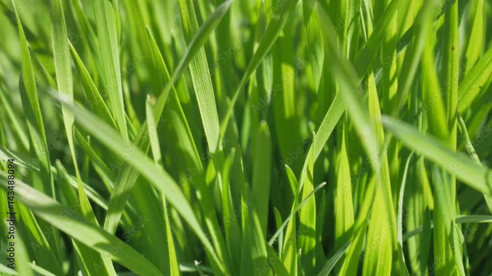 Grass close up nature. Abstract nature composition. Grass close up nature. Abstract nature composition.