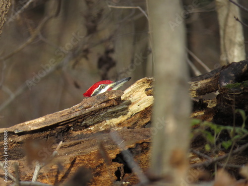 Pileated Woodpecker in Forest
