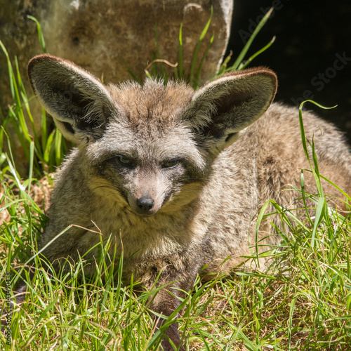 Fototapeta Naklejka Na Ścianę i Meble -  Bat-eared Fox