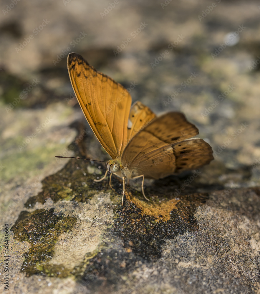 Butterfly near Kbal Spean waterfall Butterfly near Kbal Spean waterfall