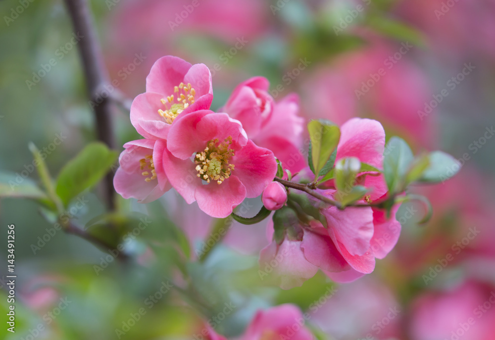 flowers of japanese quince tree - symbol of spring, macro shot with blurry background flowers of japanese quince tree - symbol of spring, macro shot with blurry background