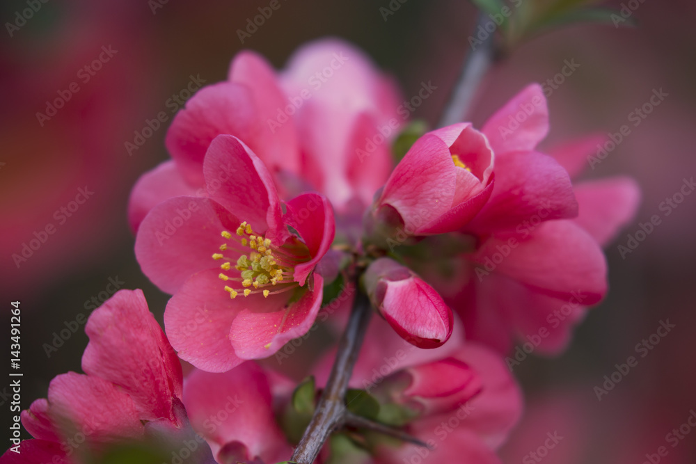 flowers of japanese quince tree - symbol of spring, macro shot with blurry background flowers of japanese quince tree - symbol of spring, macro shot with blurry background