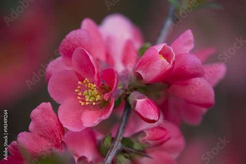 flowers of japanese quince tree - symbol of spring, macro shot with blurry background