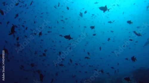 school of fish red-toothed triggerfish (Odonus niger) in blue water, Indian Ocean, Maldives
 photo