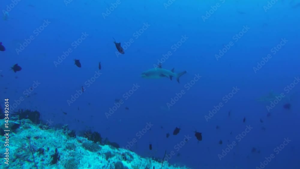 whitetip reef shark (Triaenodon obesus) In blue water, Indian Ocean, Maldives
whitetip reef shark (Triaenodon obesus) In blue water, Indian Ocean, Maldives