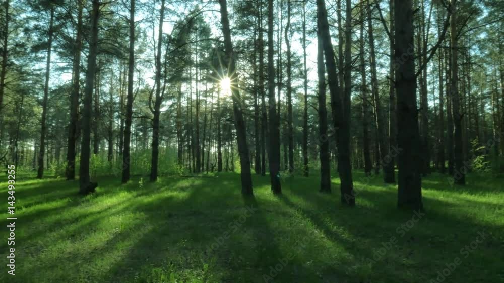 Panning shot Panoramic View of the forest landscape with green tall trees, blue sky, bright sun and green grass Panning shot Panoramic View of the forest landscape with green tall trees, blue sky, bright sun and green grass