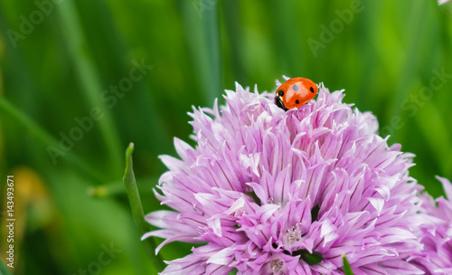 A ladybug on a pink onion chive flower