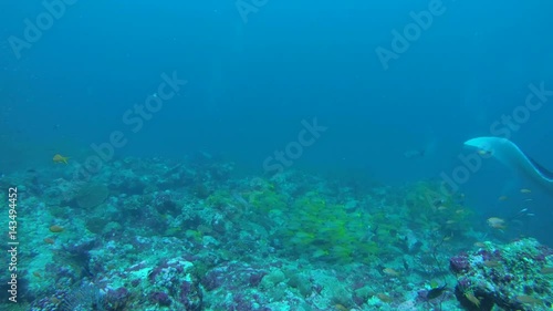 Wallpaper Mural Giant oceanic manta ray (Manta birostris) in the cleaning station, Indian Ocean, Maldives
 Torontodigital.ca