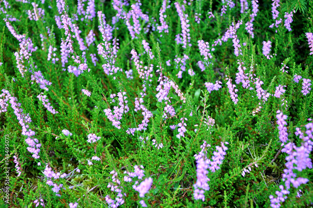 Obraz premium Heather flower in forest