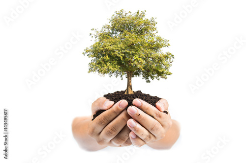 soil in hands , Hands dirty with clay with tree on white background