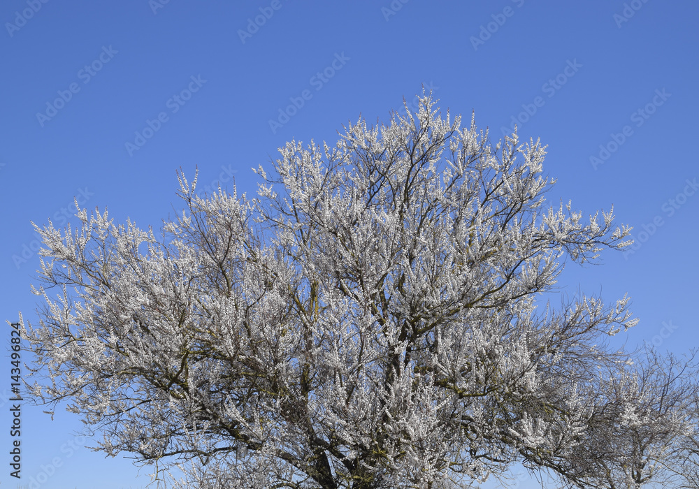 Spring flowering trees. Pollination of flowers of apricot. Bloom Spring flowering trees. Pollination of flowers of apricot. Bloom