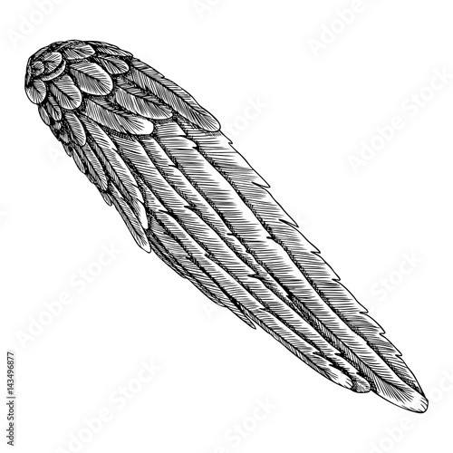 Angel Wing. Illustration on white background. Black and white style vector of bird wing.