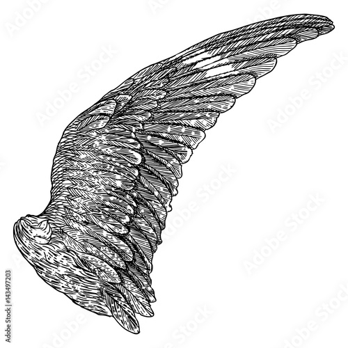 Wing. Hand drawn detailed bird wing. For card, poster, t-shirt, smart phone, CD print design. Vector.