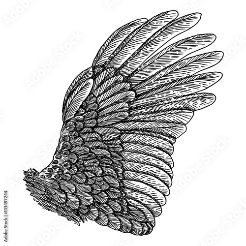 Wing. Hand drawn detailed bird wing. For card, poster, t-shirt, smart phone, CD print design. Vector.