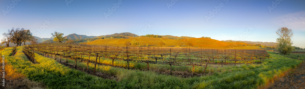 Sonoma Valley Wine Country Panoramic 