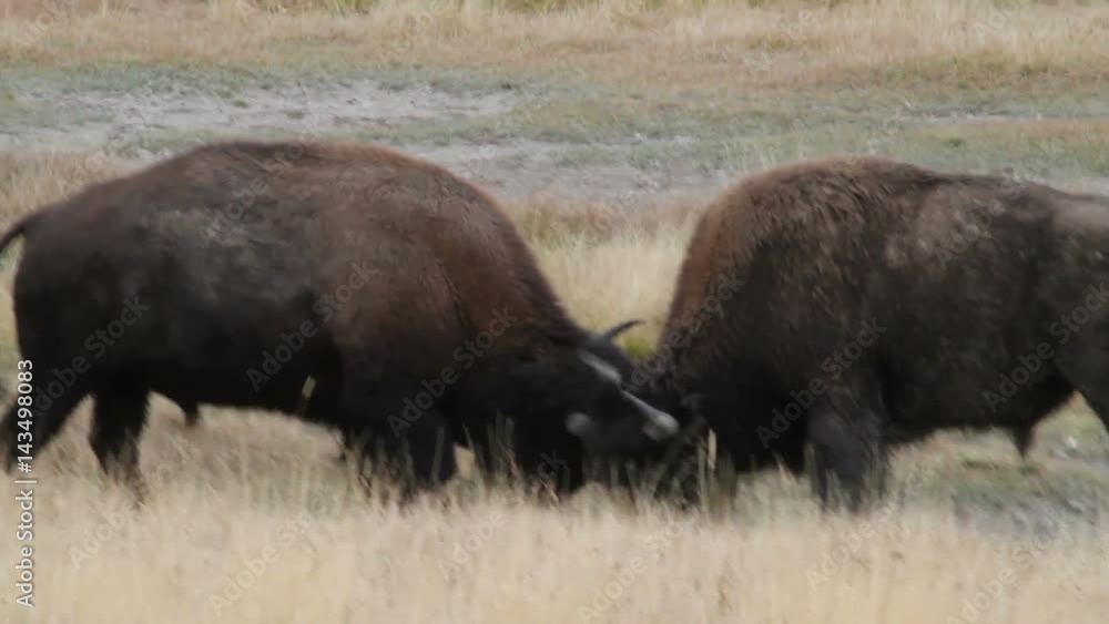 Bison Fighting Bison Fighting