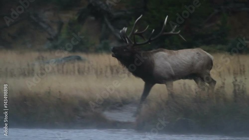 Bull Elk Bugling photo