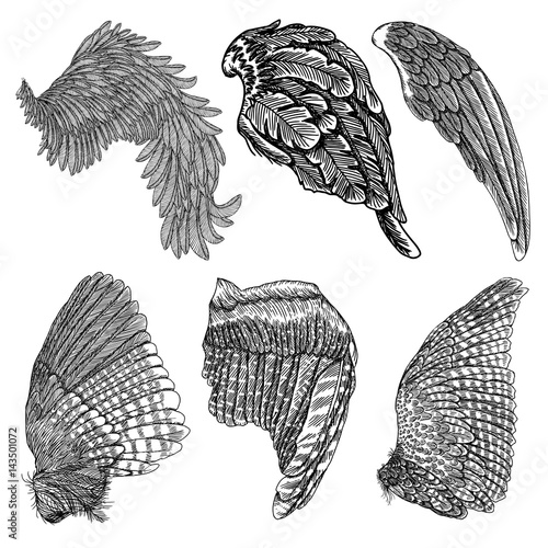 Wings set. Hand drawn detailed bird wings collection. Vector.