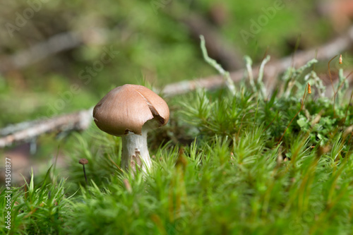 Mushroom growing among moss