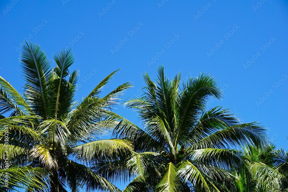 coconut palm tree on blue sky