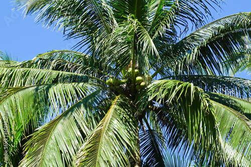 Coconut tree © atid28