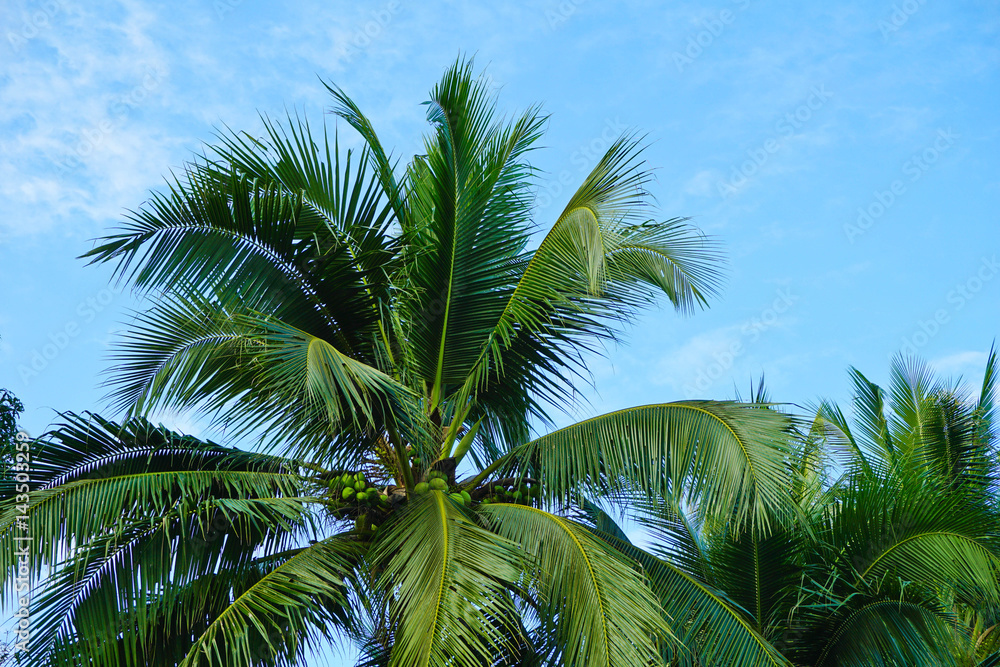image of coconut tree on day time and clear blue sky.