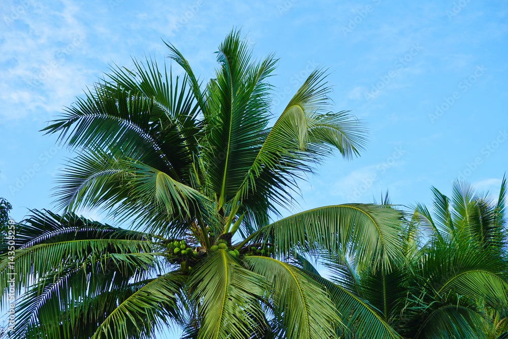 Fototapeta premium image of coconut tree on day time and clear blue sky.
