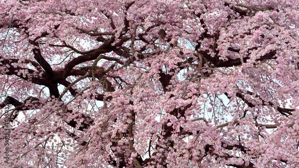 Pink blossoms of old weeping cherry tree in japanese spring Pink blossoms of old weeping cherry tree in japanese spring