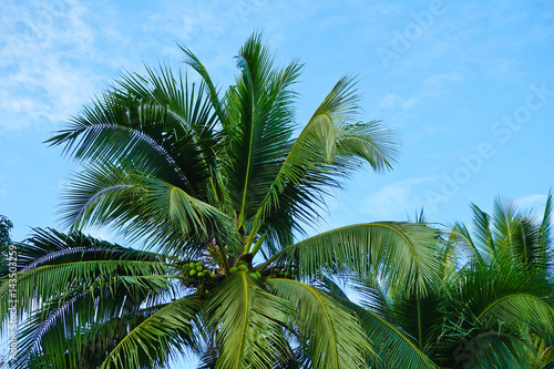 image of coconut tree on day time and clear blue sky. © atid28