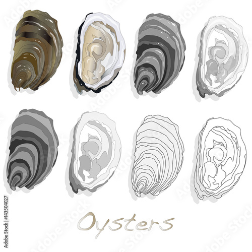 Fresh oyster on white background