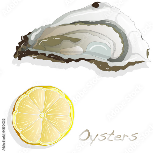 Fresh oyster on white background