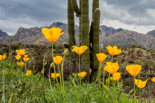 A patch of poppies brightens this corner of Sonoran Desert in Spring.