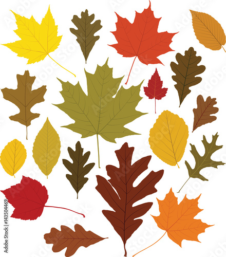 Leaves