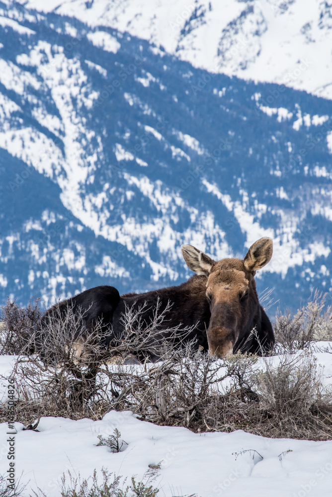 Moose in winter is laying down on the snow in national park of north of usa Moose in winter is laying down on the snow in national park of north of usa