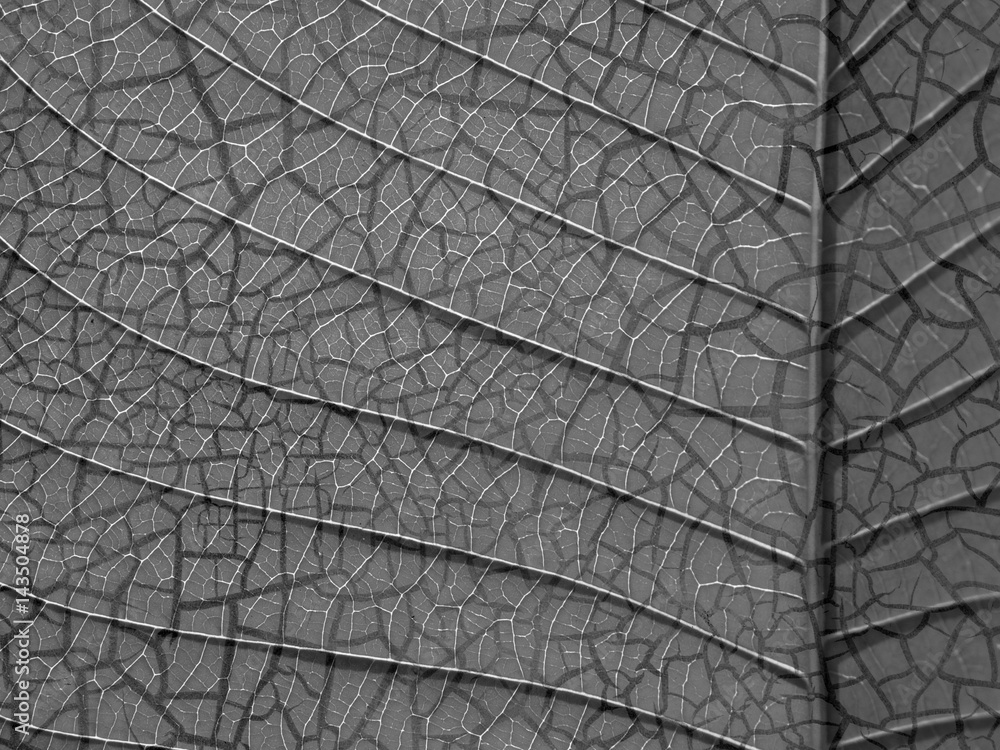 Obraz premium Cracked texture