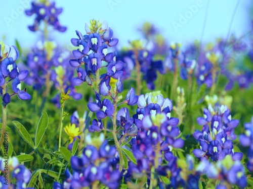 Beautiful Field Texas Bluebonnets