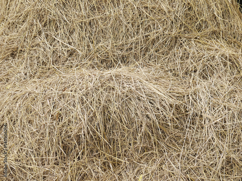 hay dry straw background hay dry straw background