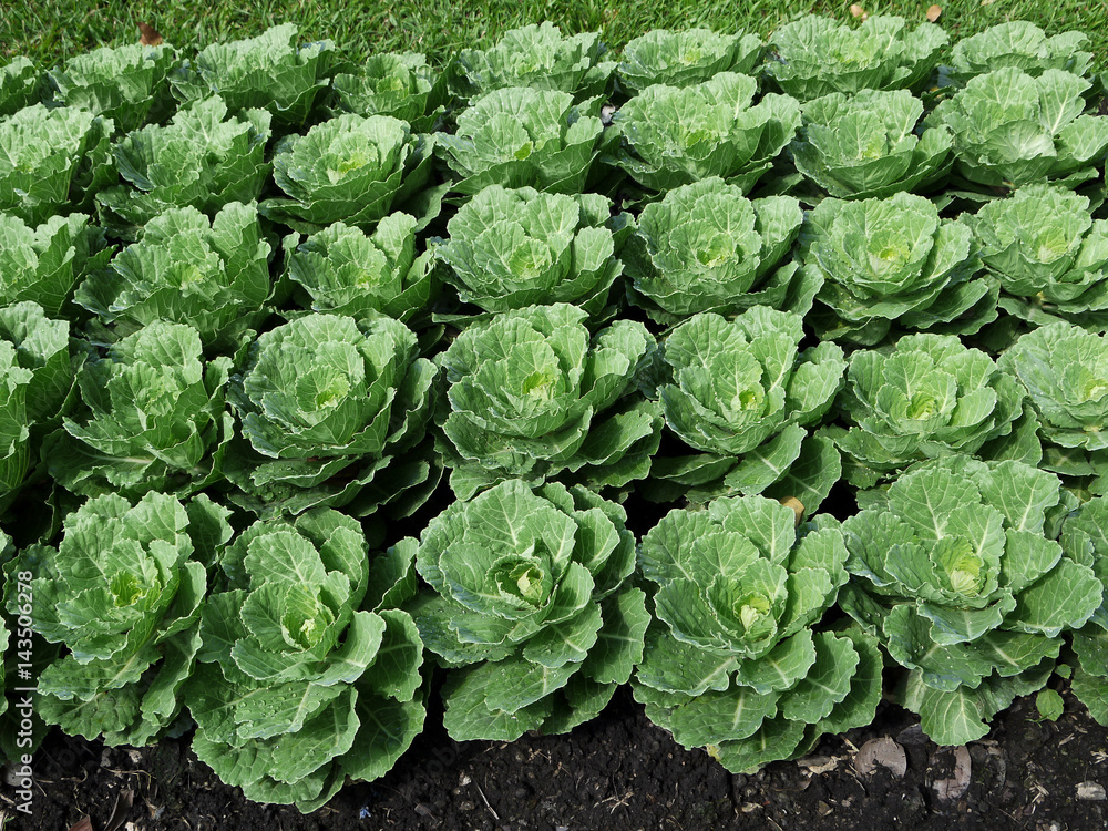 cabbage in the garden cabbage in the garden