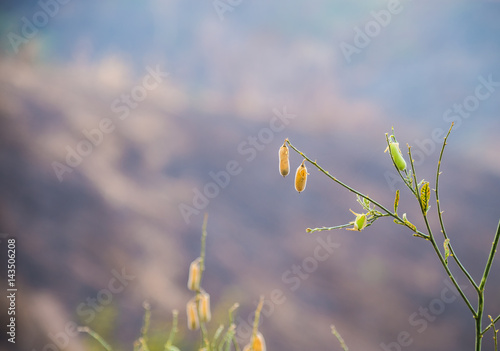 Yellow dried indian hemp with mountain view in background