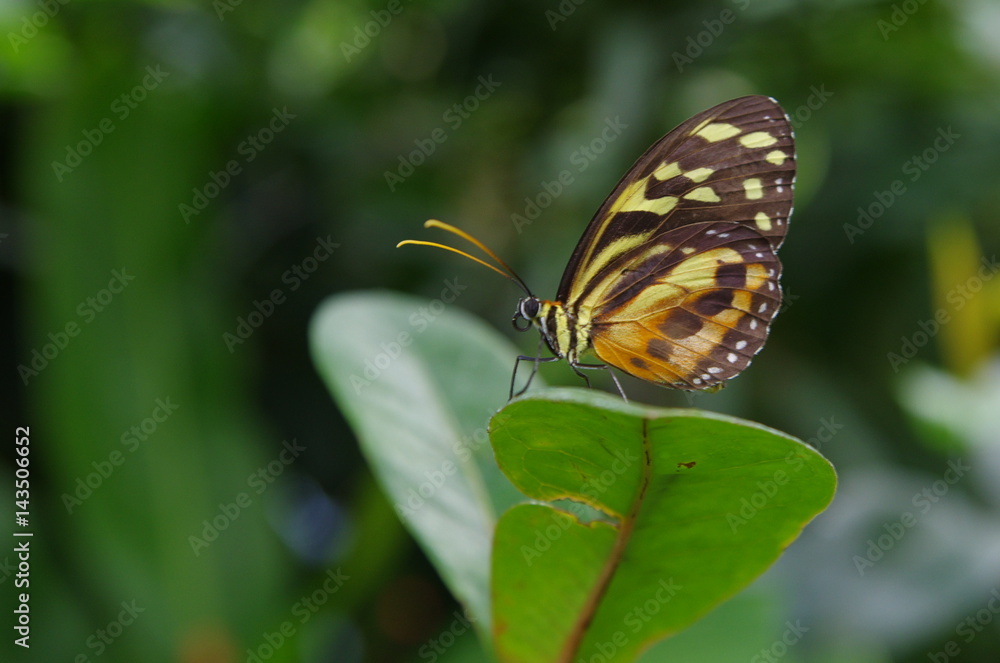 Butterfly orange and black wings folded green leaves Butterfly orange and black wings folded green leaves