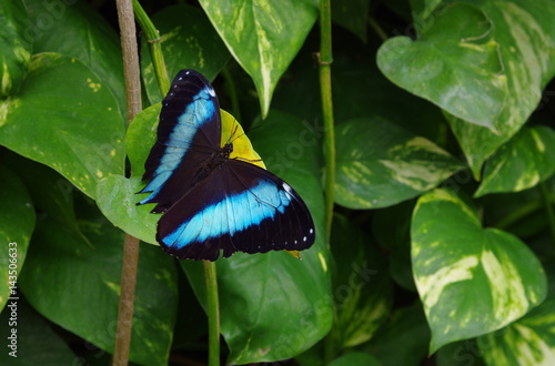 Butterfly black and blue wings open