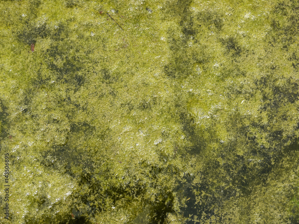Green algae growing on the water's surface Green algae growing on the water's surface