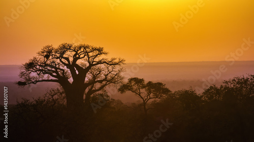 Fotografi in Kruger National park, South Africa