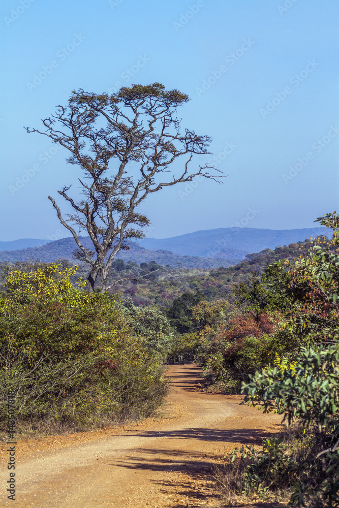 Landscape in Kruger National park, South Africa