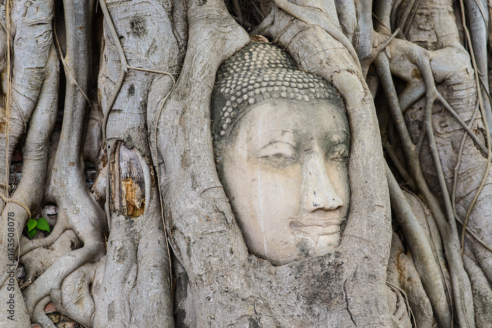 Head of Buddha statue in the tree roots at Wat Mahathat, Ayutthaya, Thailand.