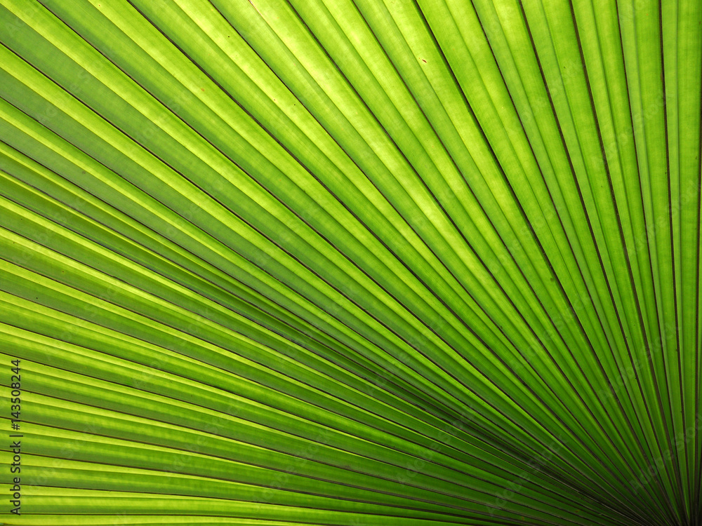 Texture of Green palm Leaf background Texture of Green palm Leaf background