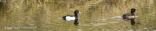 Tufted Duck-Waterbird of Europe prefer living in lakes