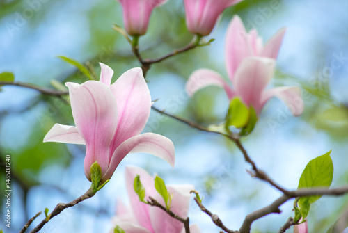 Fototapeta Naklejka Na Ścianę i Meble -  Background with blooming pink magnolia flowers