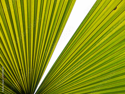 Texture of Green palm Leaf on white background