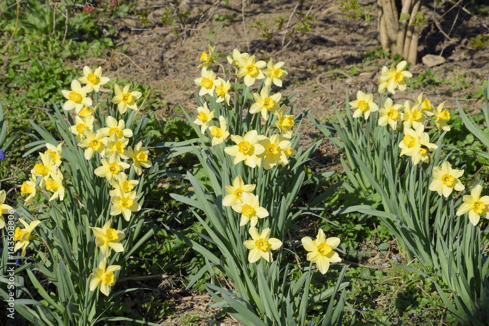 Fototapeta premium Wiosenne kwitnące rośliny cebulowe w kwietniku. Kwiaty żonkila żółte